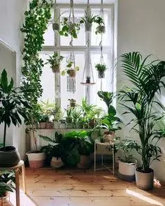 Plantas em casa